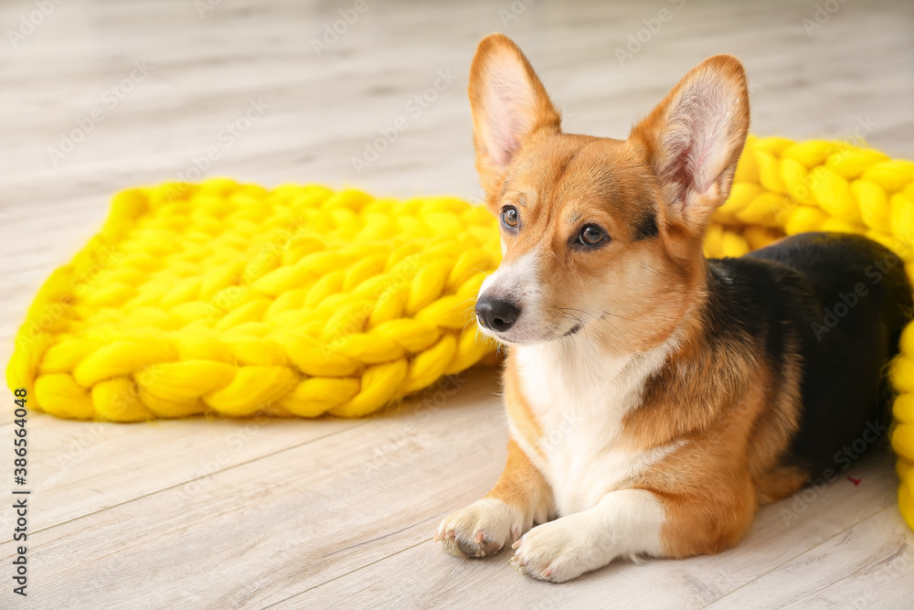 Cute dog with warm blanket at home