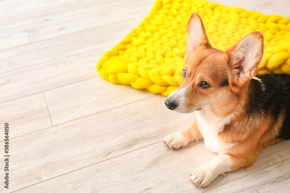 Cute dog with warm blanket at home