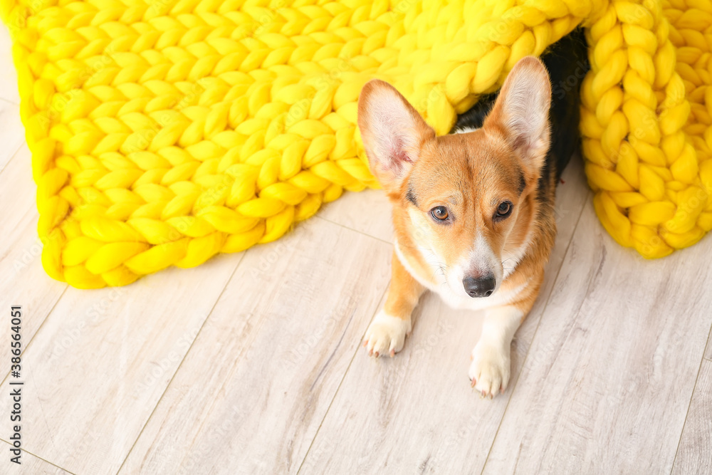 Cute dog with warm blanket at home