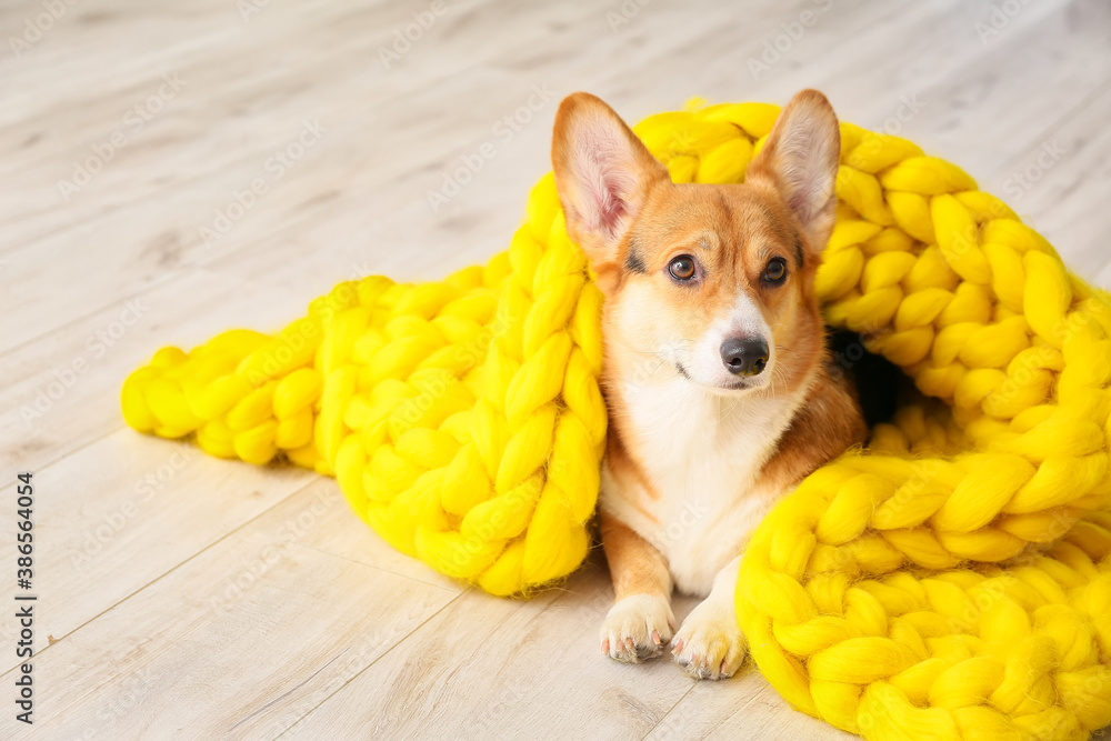 Cute dog with warm blanket at home