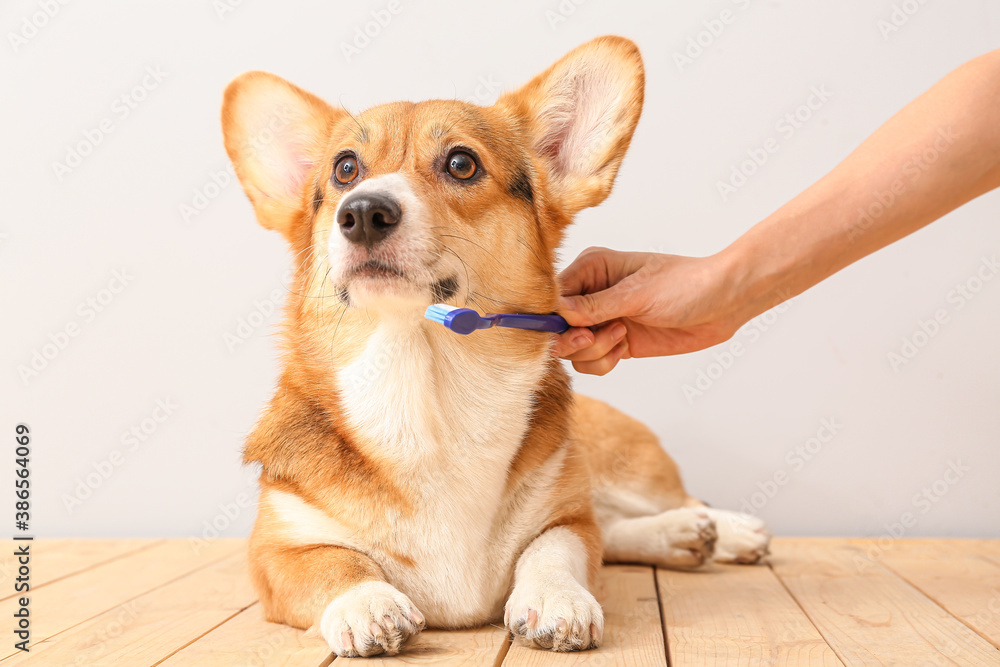 Owner brushing teeth of cute dog on light background