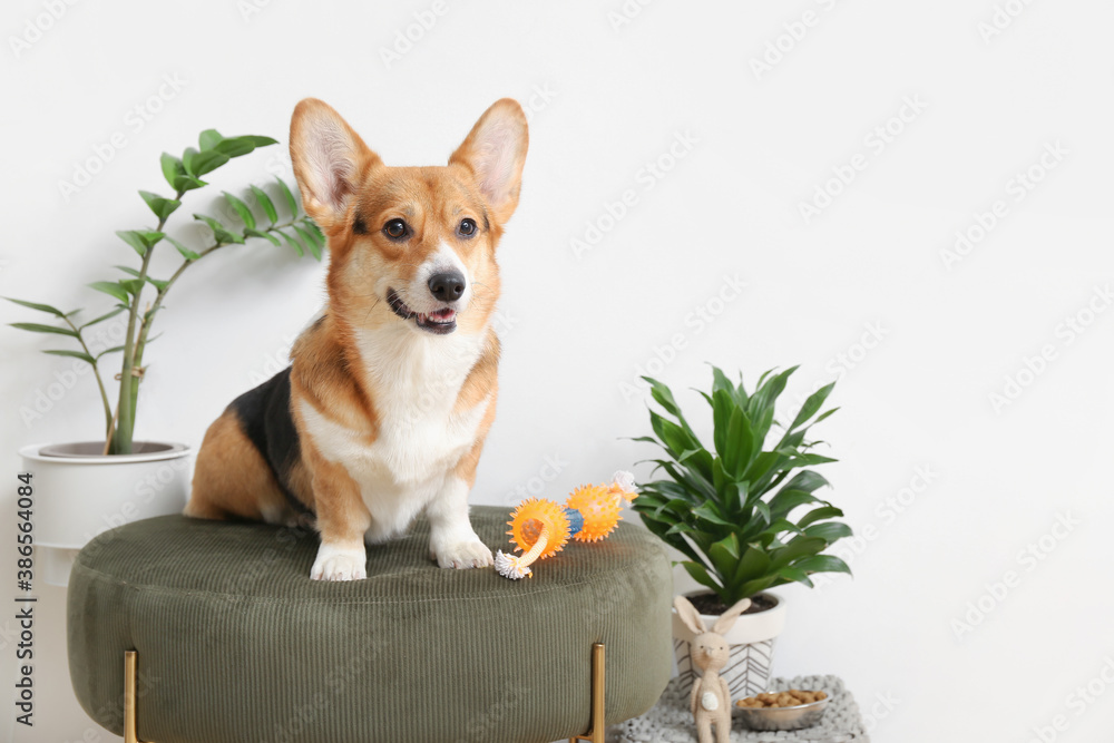 Cute dog with different pet accessories at home