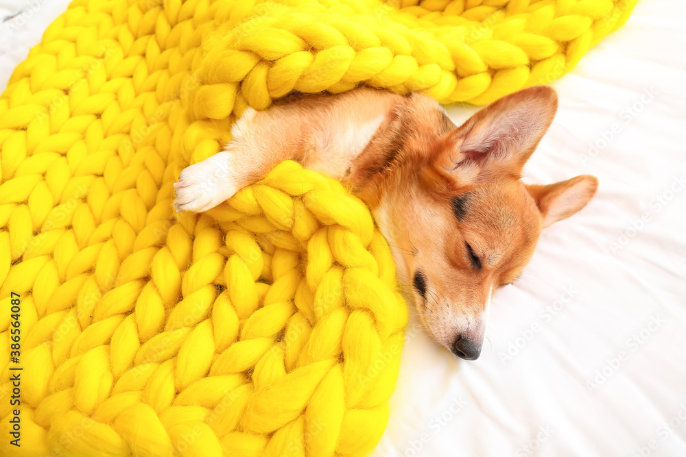 Cute dog with warm blanket at home