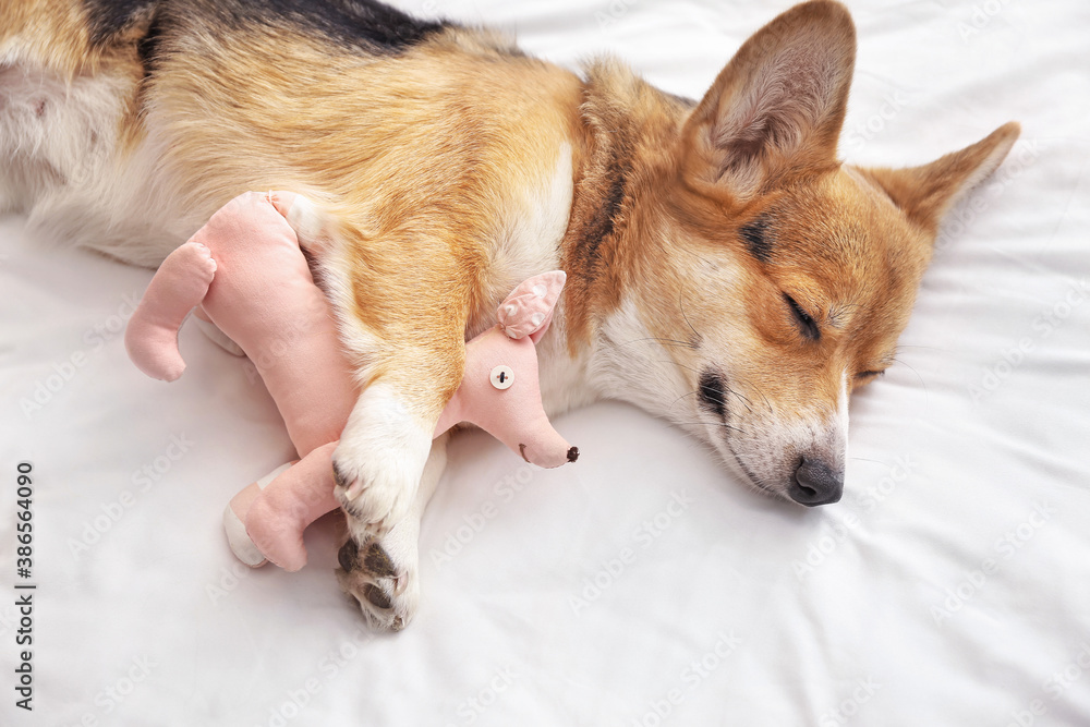 Cute dog with toy lying on bed