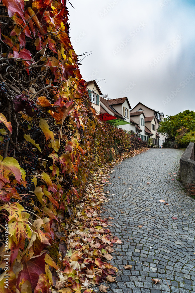 Colorful autumn leaves in Ulm