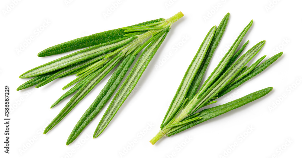 Rosemary isolatedю Rosemary on white background. Top view rosemary twig set. Green herbs isolated on