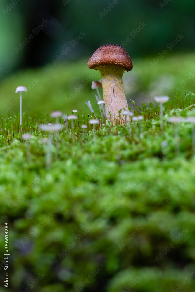 Low depth of field image of a wild mushroom among tiny green plants