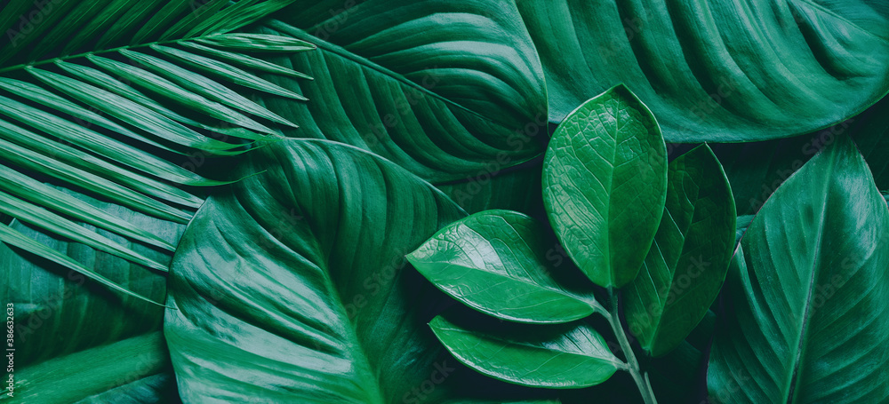 Green background concepts.Tropical palm leaves, jungle leaf close up