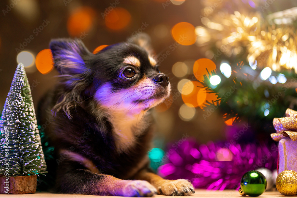 cute pretty lap dog sit relax with christmas tree and festive decorative object celebration festival