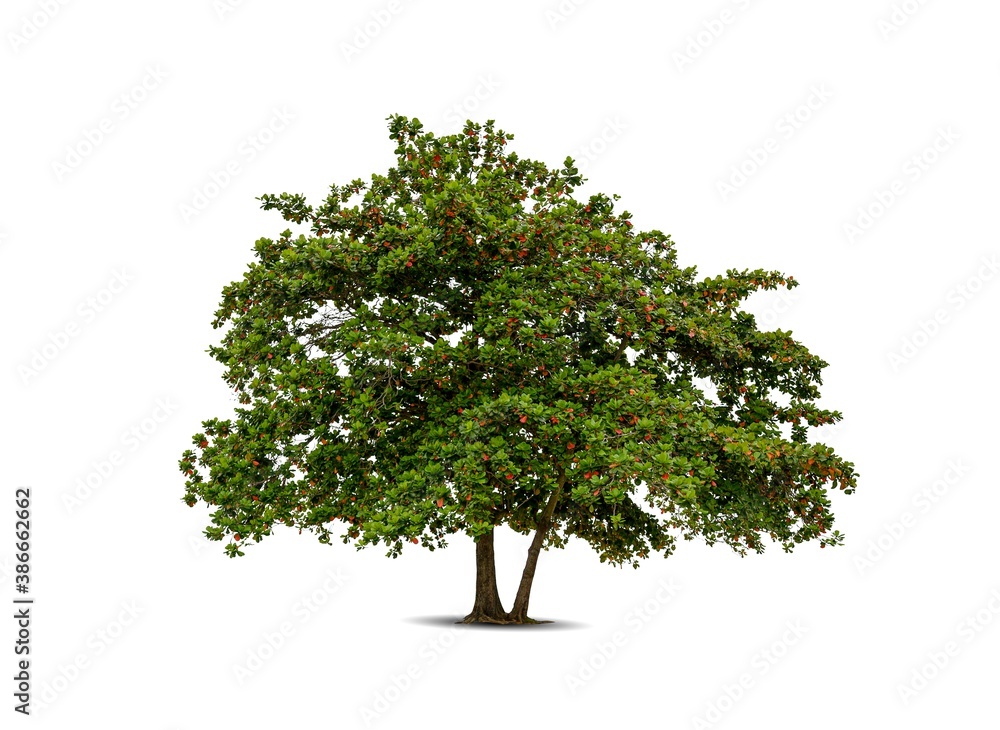 Tree isolated on white background high resolution for graphic decoration