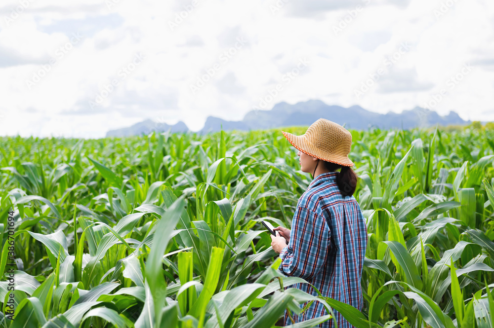 Portrait farmer woman holding mobilephone standing in corn fields