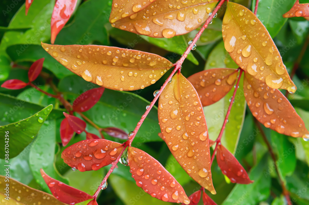 raindrop on leaf in nature background