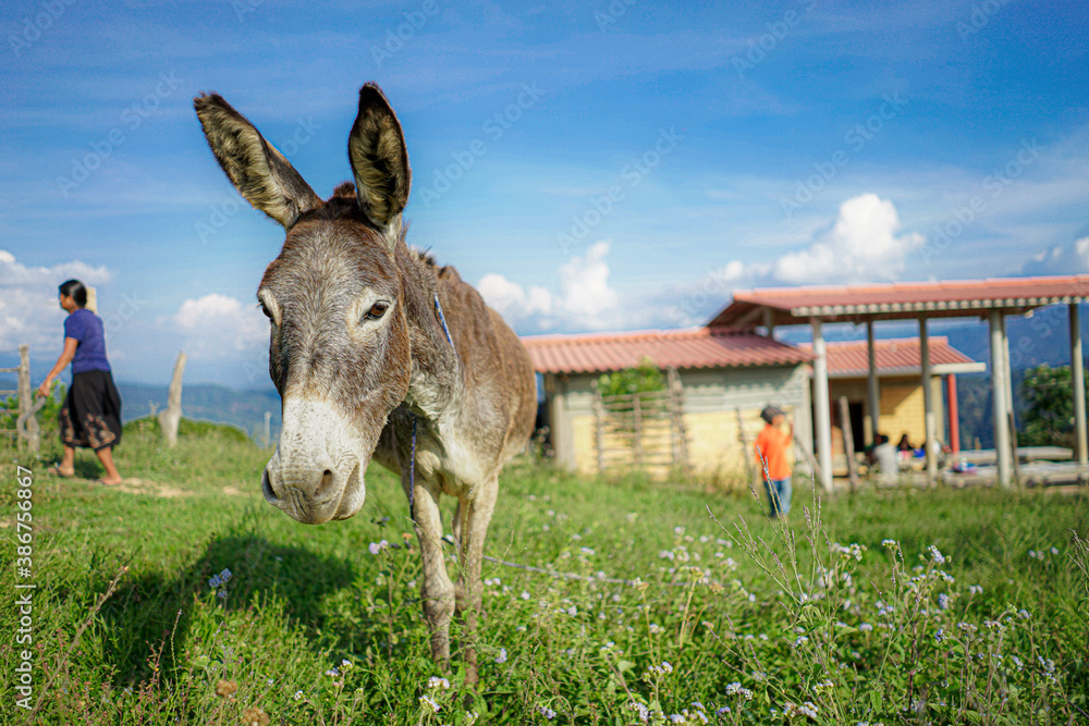 Burro, animal de carga en la montaña. - Guerrero México.