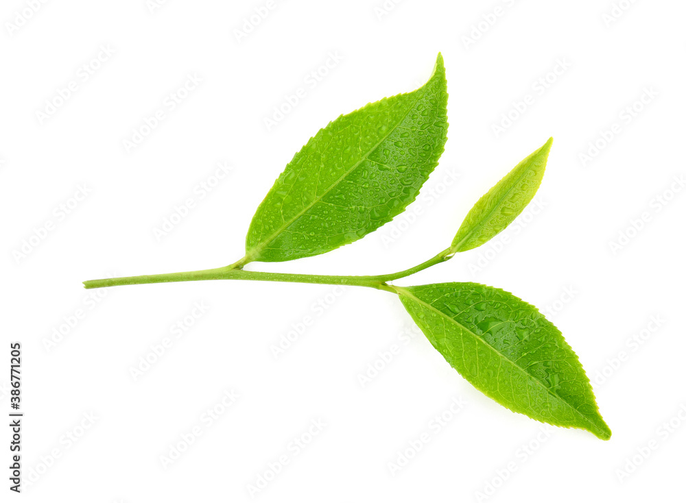 leaves green tea with drops of water isolated on white background