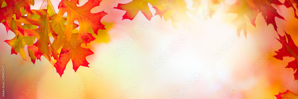 Autumn leaves over golden sunny bokeh background, multi colored leaves sunset copy space, colorful f