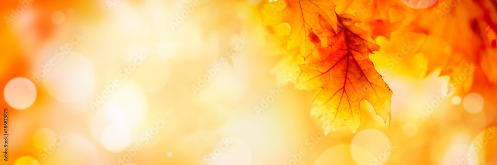 Autumn leaves over golden sunny bokeh background, multi colored leaves sunset copy space, colorful f