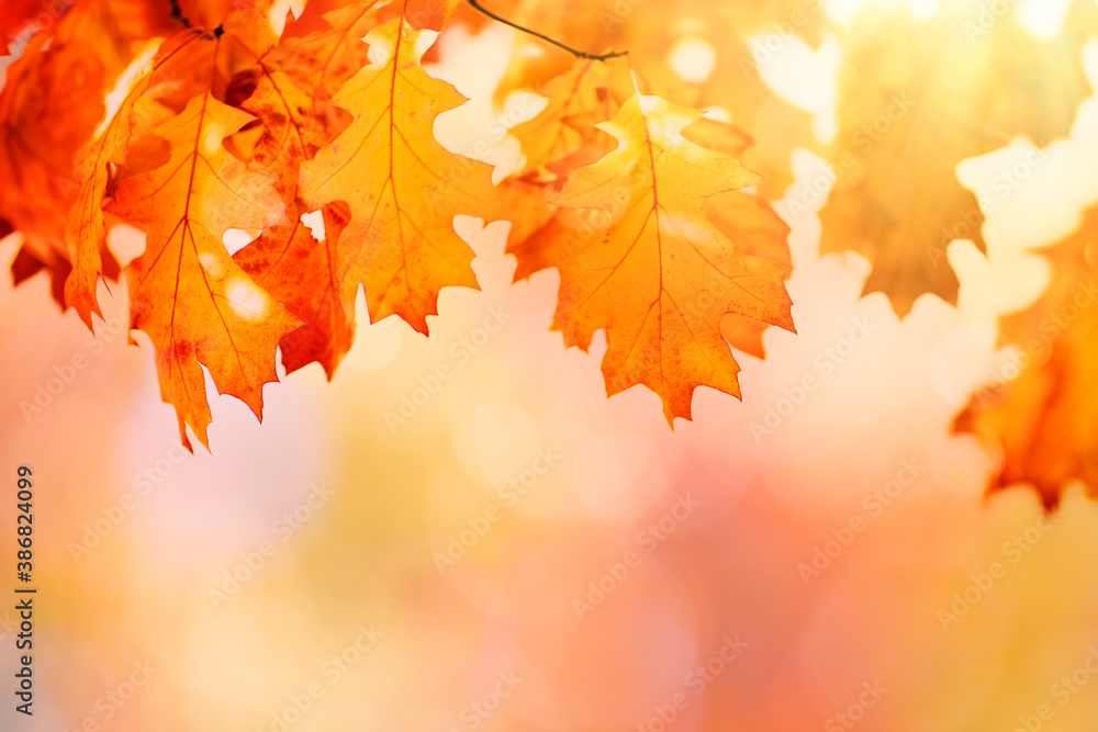 Autumn leaves over golden sunny bokeh background, multi colored leaves sunset copy space, colorful f