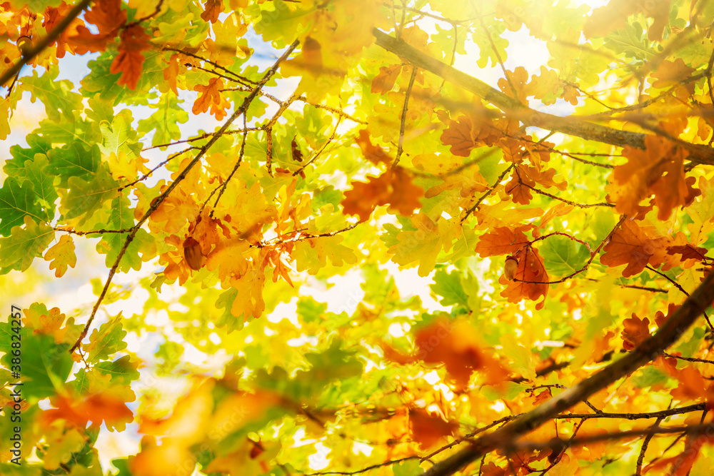 Multi colored autumn leaves on sunny sky background, colorful tree in fall