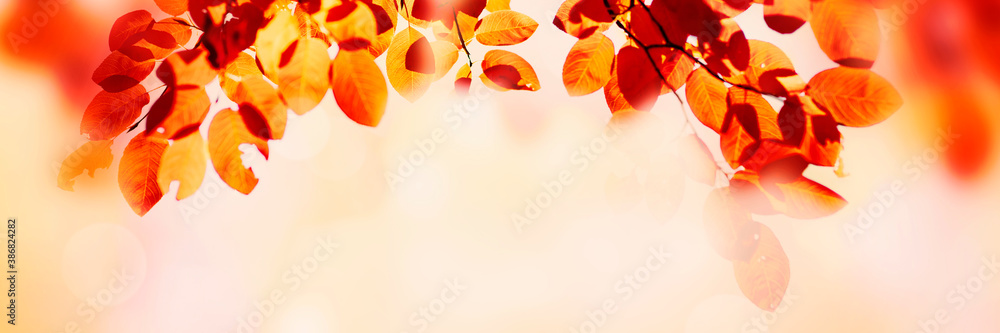 
Autumn leaves over golden sunny bokeh background, multi colored leaves sunset copy space, colorful 