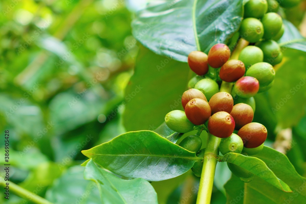 Raw coffee berries in the plantation