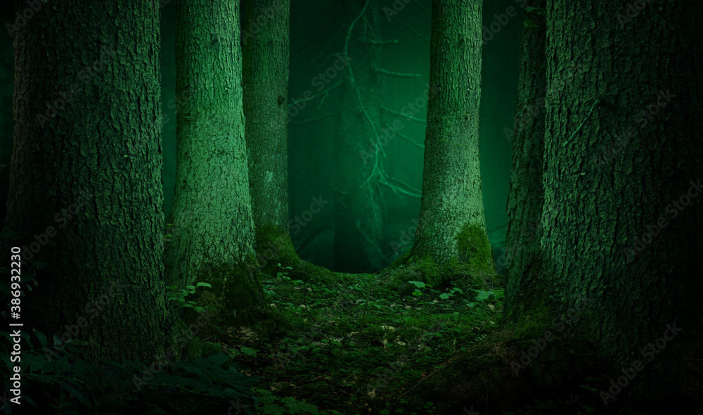 Forest landscape with thick fir trees trunks. Moss and lichen, shadow and soft light