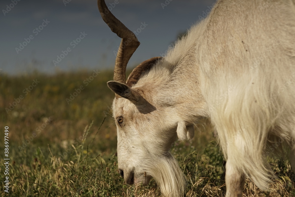 Domestc white male goat with large semi straight horns roaming around in the field group alone