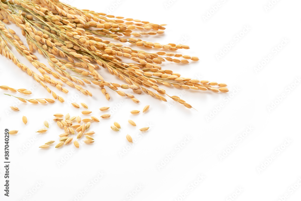 Ears of rice on a white background