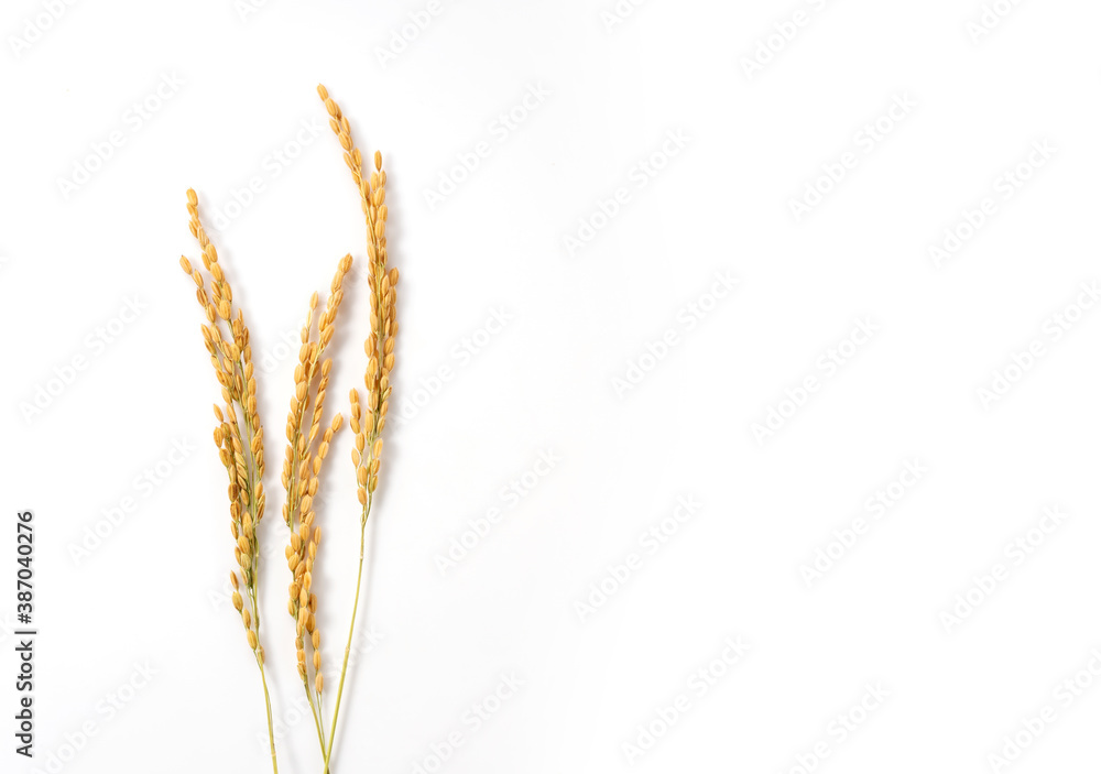 Ears of rice on a white background