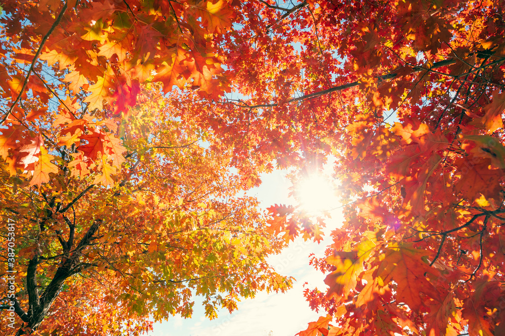 Multi colored autumn tree leaves on sunny sky background