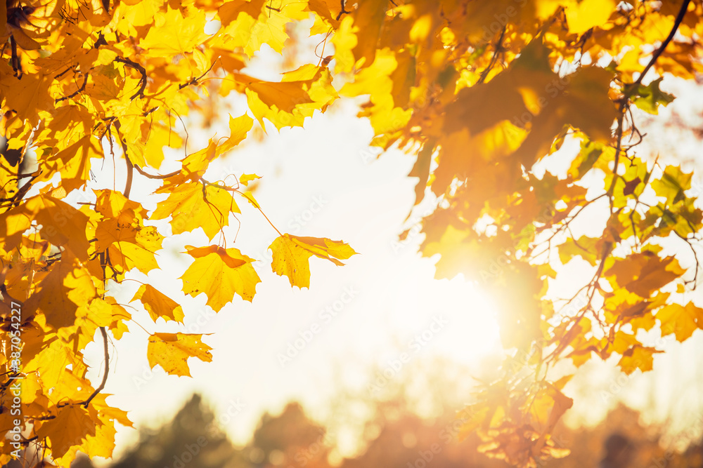 Multi colored autumn tree leaves on sunny sky background