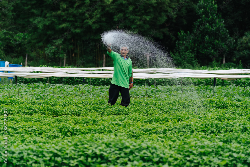 Asian farmer watering sprout vegetable with rubber tube in fields. Sufficiency Agriculture Concept.