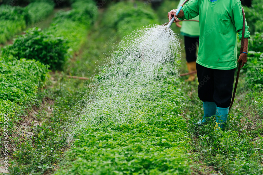 Close up Asian farmer watering sprout vegetable with rubber tube in fields. Sufficiency Agriculture 