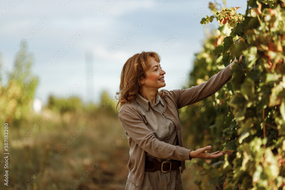 Making wine from grapes.