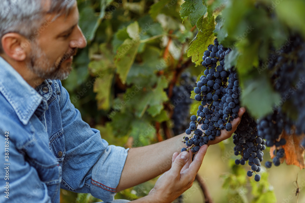 Green background, black grapes.