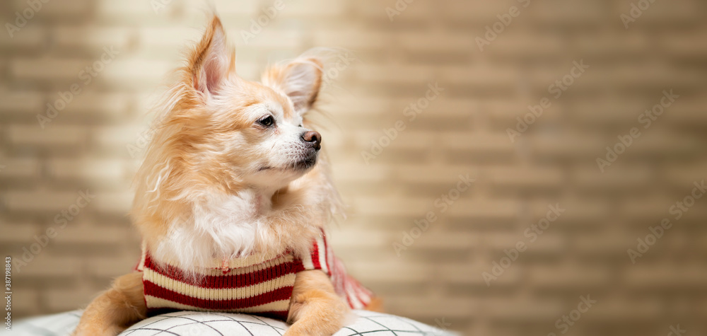 cute brown chihuahua senior dog sit relax on pillow wearing red stripe cloth with blur brick backgro