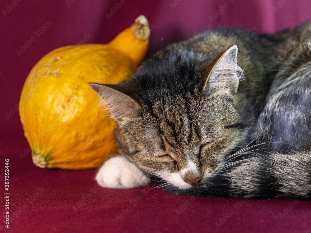 A European Shorthair cat is lies down with a pumpkin on the dark background.
