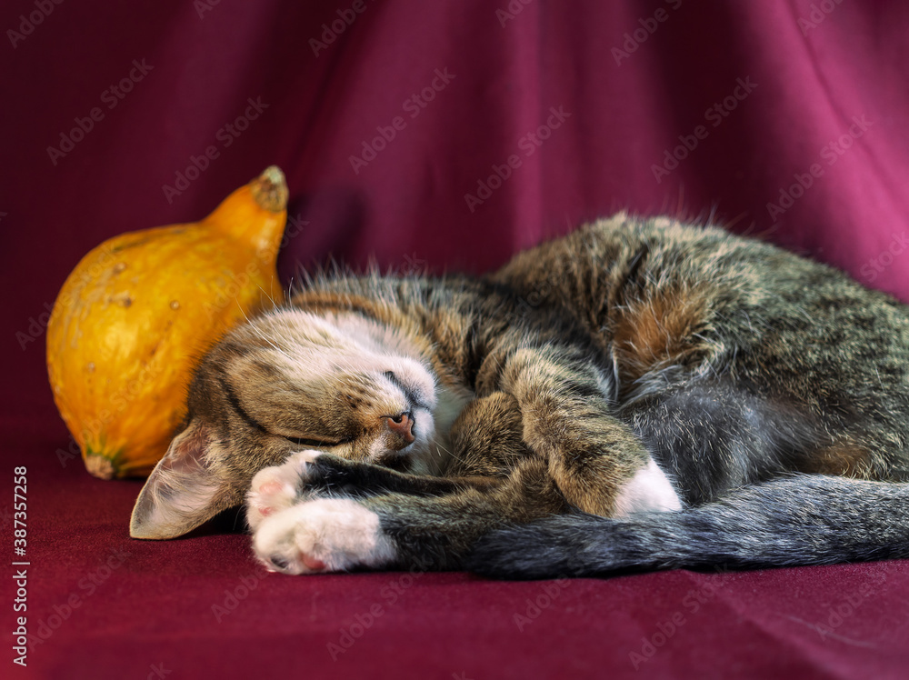 A European Shorthair cat lies down with a pumpkin on the dark background.