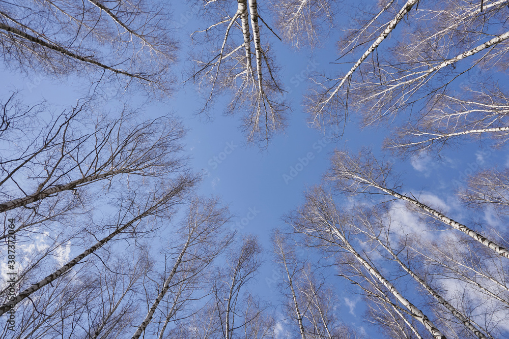 Bottom view of tree branches that form a symbol of heart and love for nature