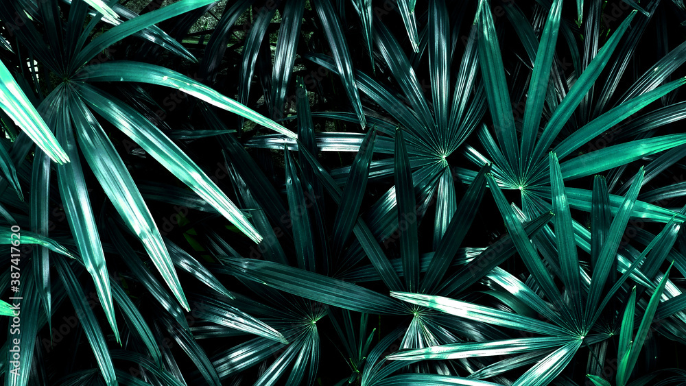 Tropical green leaf