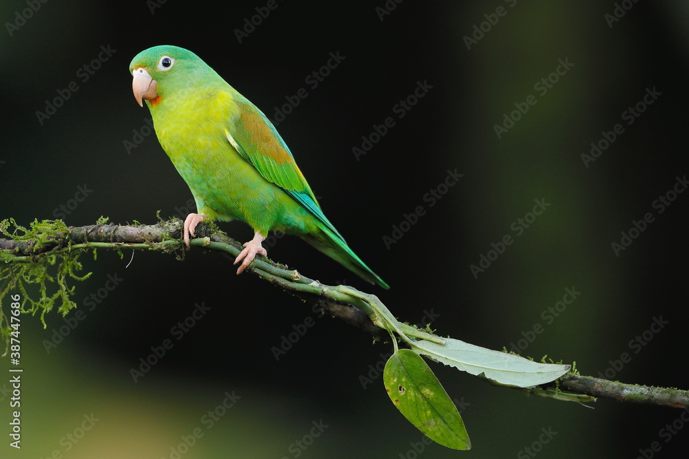 Cobalt-winged parakeet (Brotogeris cyanoptera)