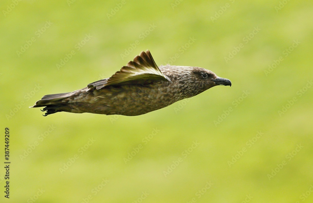 Great skua (Stercorarius skua)