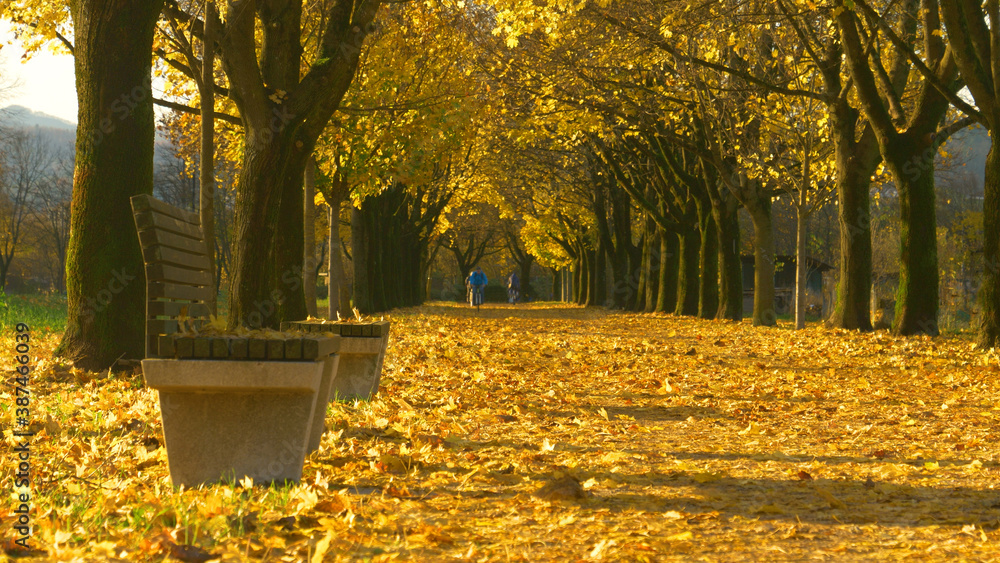 LOW ANGLE: Unrecognizable bicycle riders cruise down the colorful fall avenue.