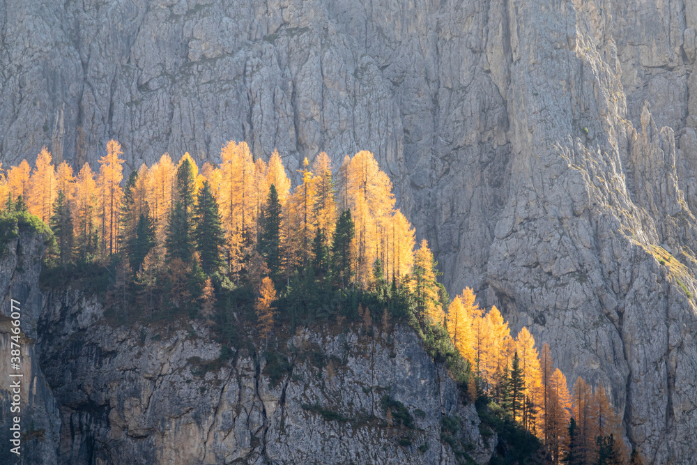 DRONE: Breathtaking aerial shot of autumn colored woods in the Italian mountains