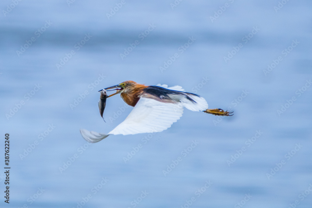 the great egret flying with his prey