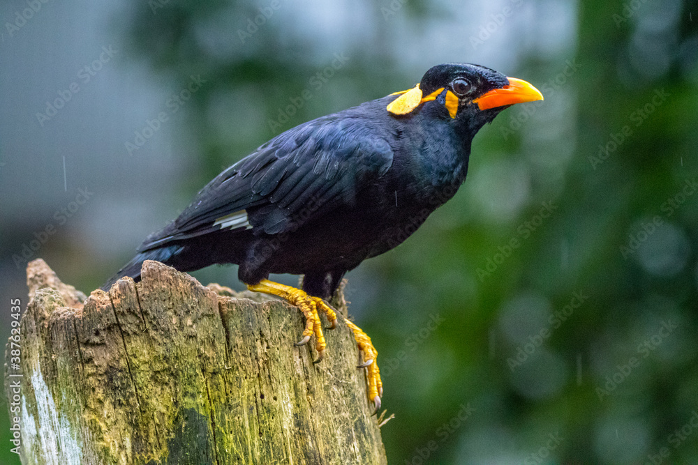 the gracula religiosa indica