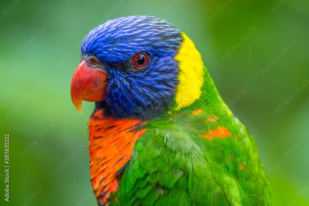 The rainbow lorikeet or Trichoglossus moluccanus