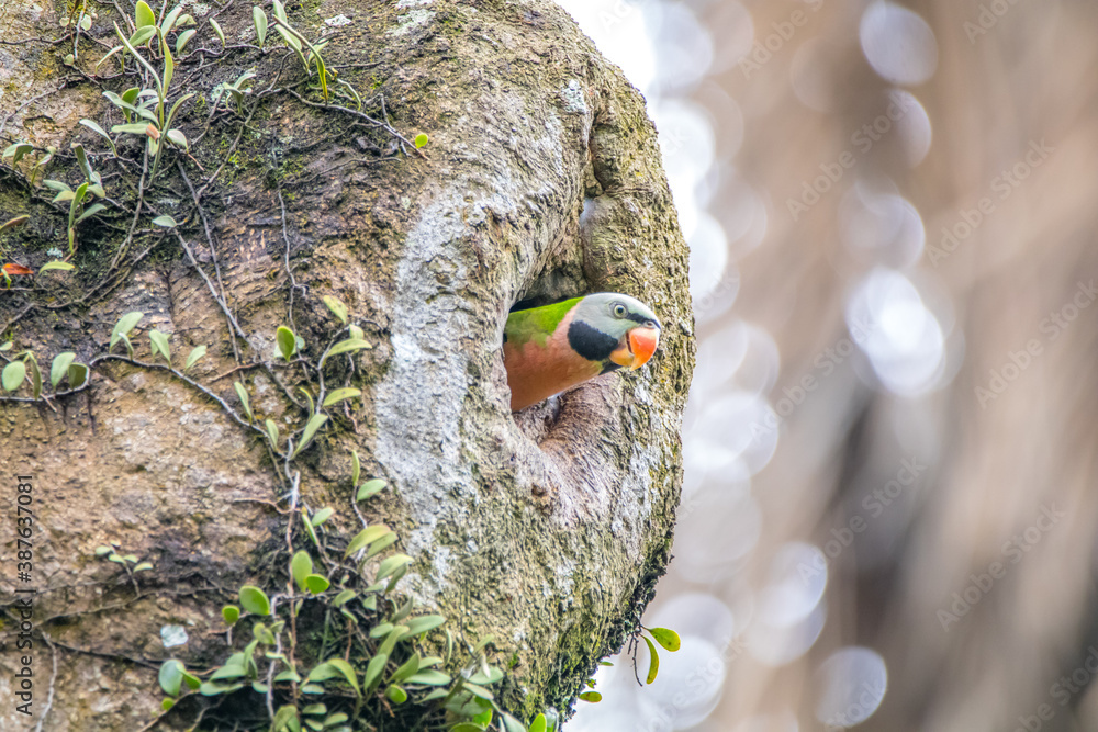 bird nest on a tree