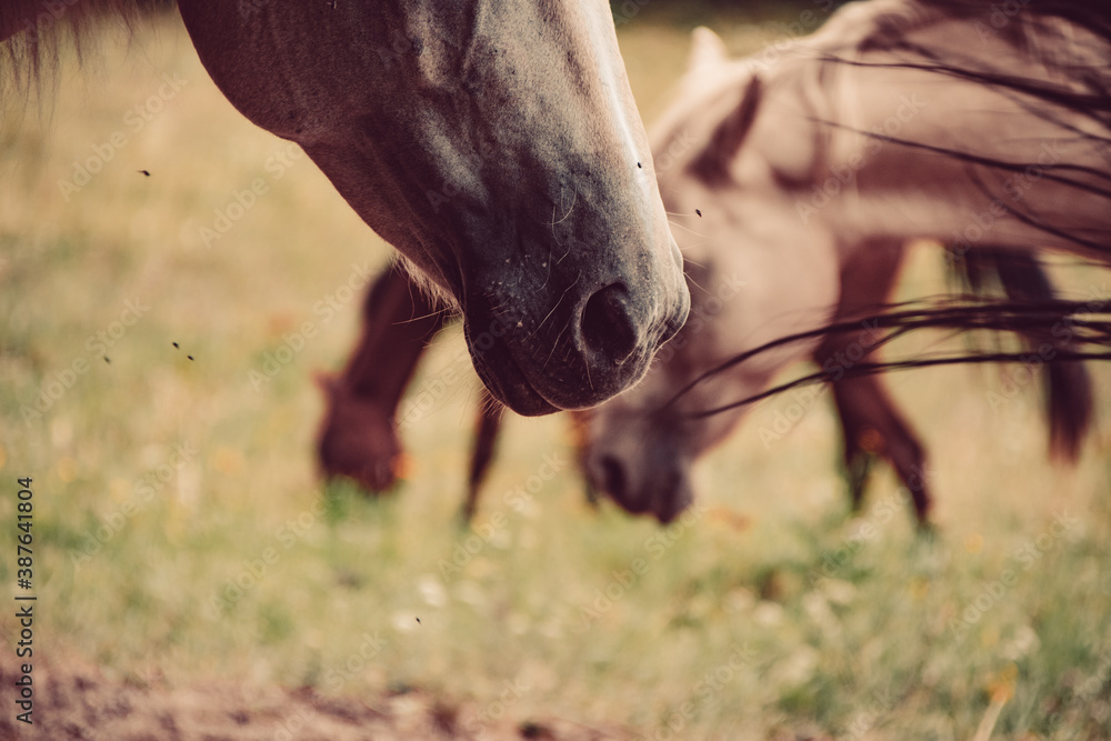 Horses farm Slovakia