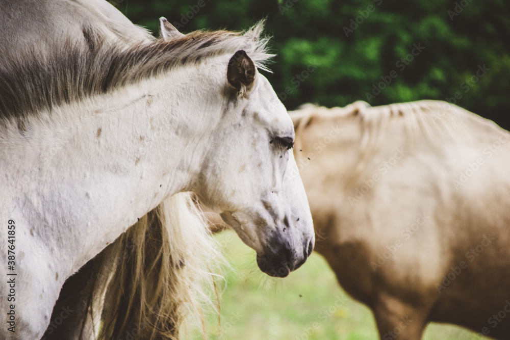 Horses farm Slovakia