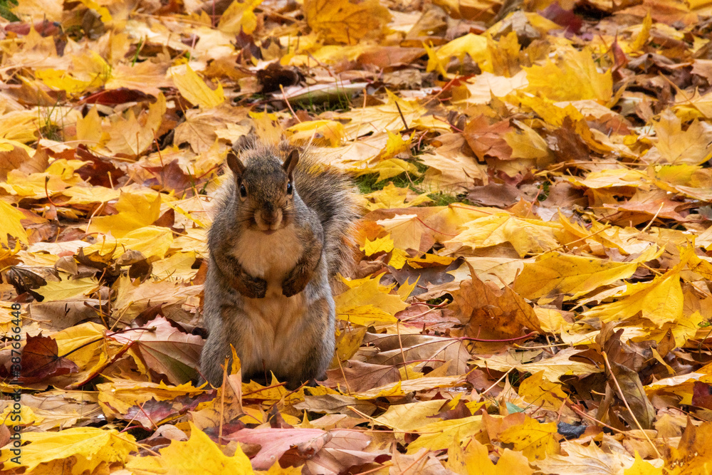 A squirrel pauses to look at the camera as it searches a pile of autumn-coloured leaves for the perf